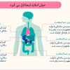پاورپوینت پایان نامه پرستاری و پزشکی مدل آناتومی